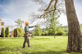 Best Tree Preservation Services  in Nanticoke, PA